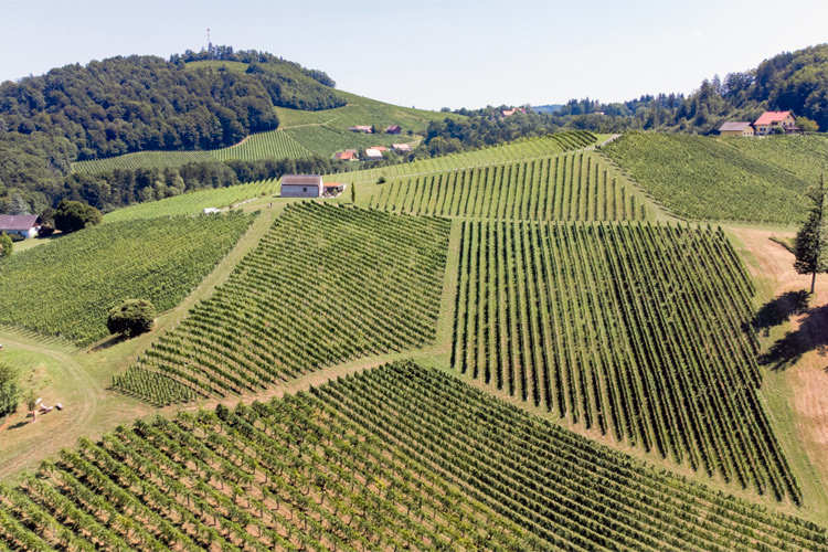 Blick auf die Riede Steinbach in Gamlitz. Das Weingut Lackner Tinnacher bewirtschaftet auf dieser Top-Lage 13 Hektar. Die Rebstöcke haben ein Durchschnittsalter von 40 Jahren.
