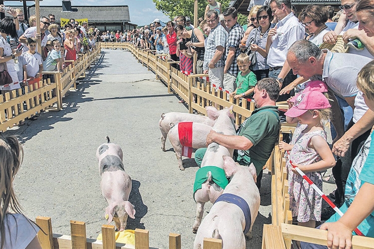 Das Schweinerennen sorgte für viel Spannung beim Publikum.