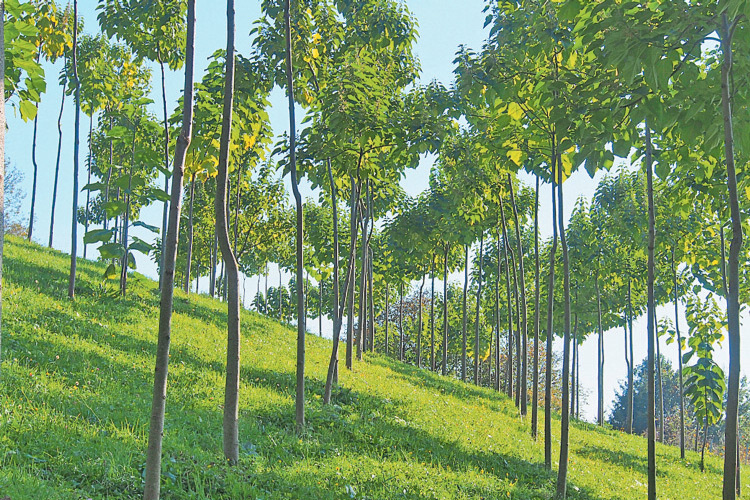 In den Plantagen-Sonderkulturen wachsen die Blauglockenbäume schnellstens „in den Himmel“.