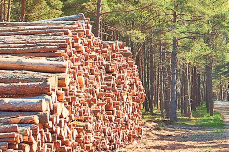 Das geplante Biomassegrundgesetz soll Holzkraftwerke retten.